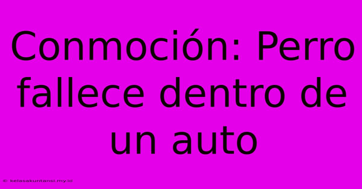 Conmoción: Perro Fallece Dentro De Un Auto