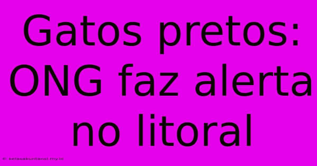 Gatos Pretos: ONG Faz Alerta No Litoral