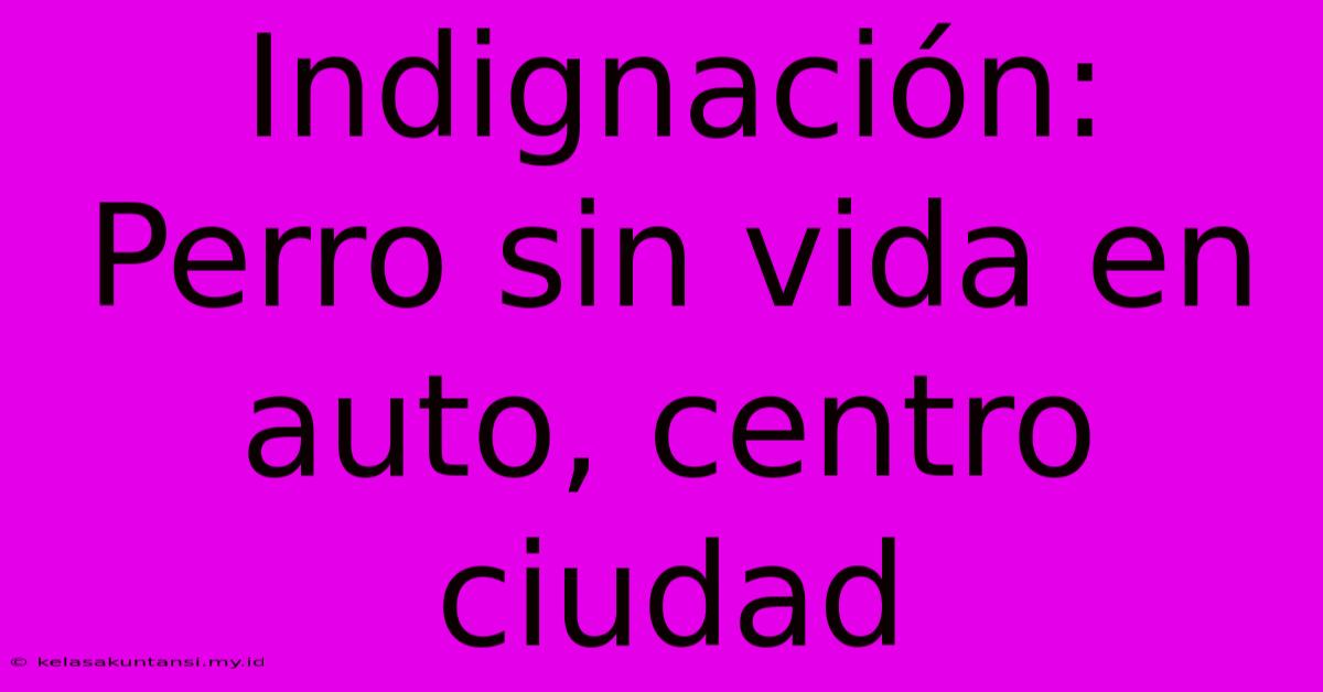 Indignación: Perro Sin Vida En Auto, Centro Ciudad