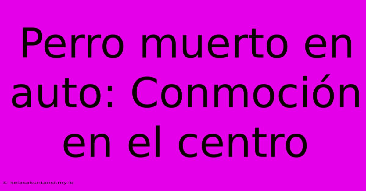 Perro Muerto En Auto: Conmoción En El Centro