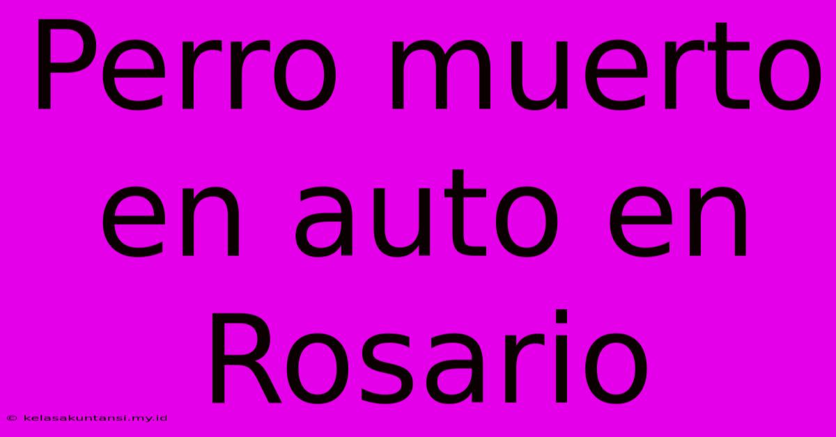 Perro Muerto En Auto En Rosario