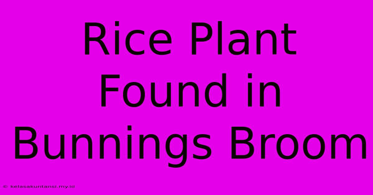 Rice Plant Found In Bunnings Broom