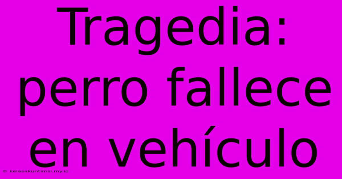 Tragedia: Perro Fallece En Vehículo