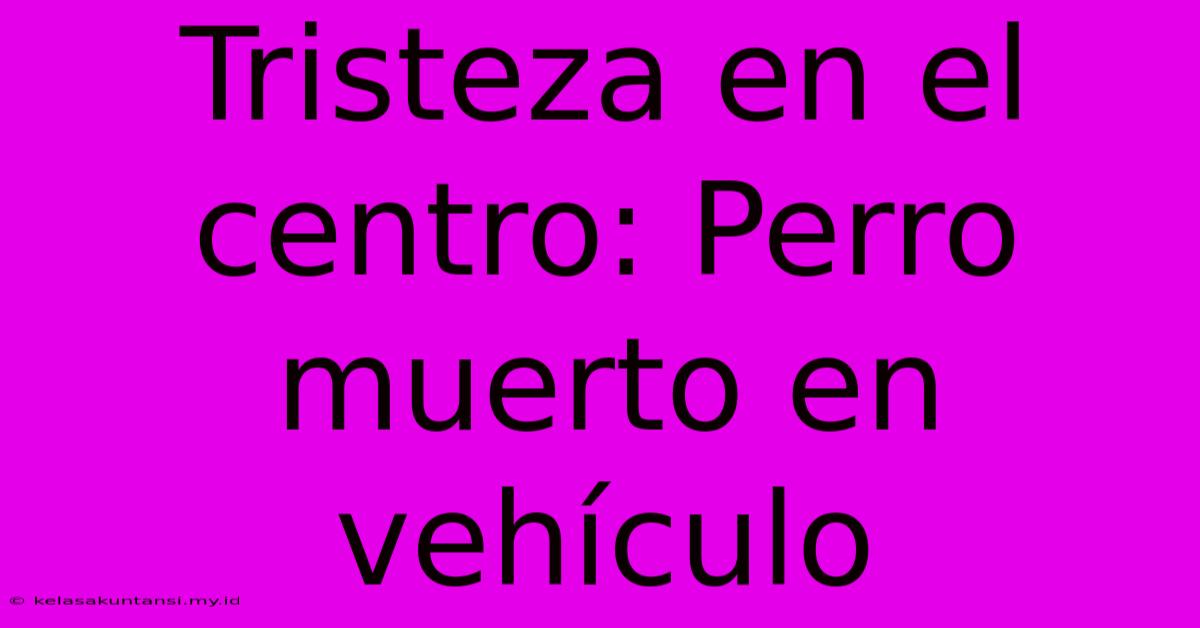 Tristeza En El Centro: Perro Muerto En Vehículo