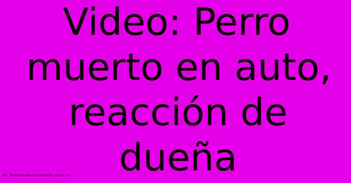 Video: Perro Muerto En Auto, Reacción De Dueña