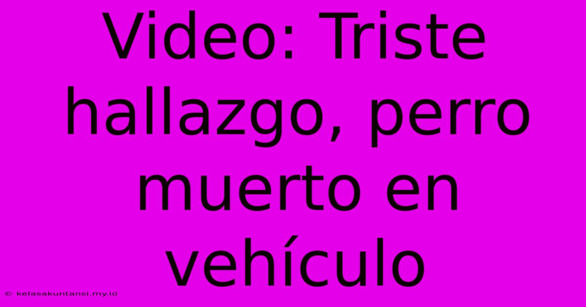 Video: Triste Hallazgo, Perro Muerto En Vehículo